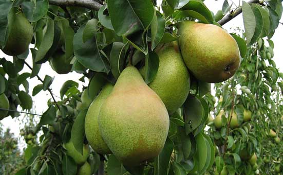 ’Xenia®’ hat eine klassische Birnenform und -farbe mit leichter Berostung ’Xenia®’ hat eine klassische Birnenform und -farbe mit leichter Berostung