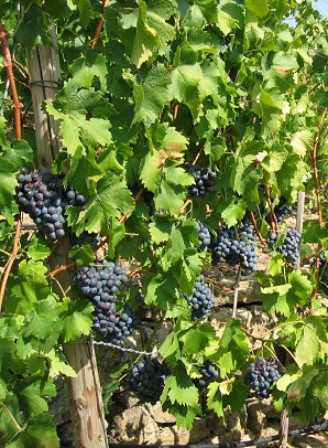 Trollinger in Terrassenlagen des Neckartales Trollinger in Terrassenlagen des Neckartales