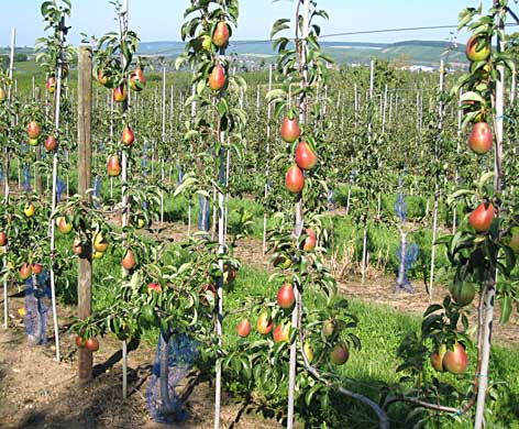 Hortensia im Bestand