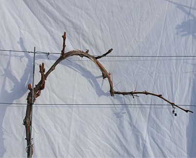 Junger Stock nach dem Schnitt