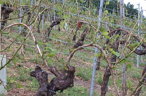 Extreme Hagelschäden