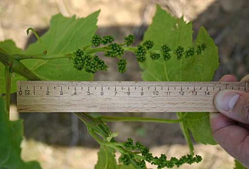 Ausprägung der Gescheine im Folgejahr - Kontrolle