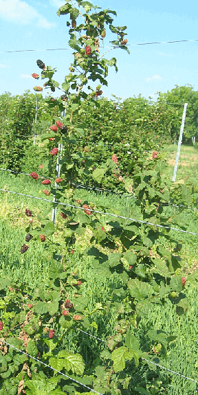 Abbildung 13: Ouachita - Aus dem Arkansaszüchtungsprogramm hat sich bislang nur die Sorte Navaho durchgesetzt. Aber auch Apache und Ouachita weisen eine hohe Fruchtqualität auf. Der Geschmack ist sehr intensiv mit leicht bitterer Note. Die Fruchtfestigkeit ist hoch