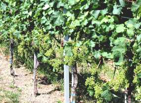 überhangener Merlot im Juli 2002