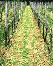 grob gemulchte Winterbegrünung