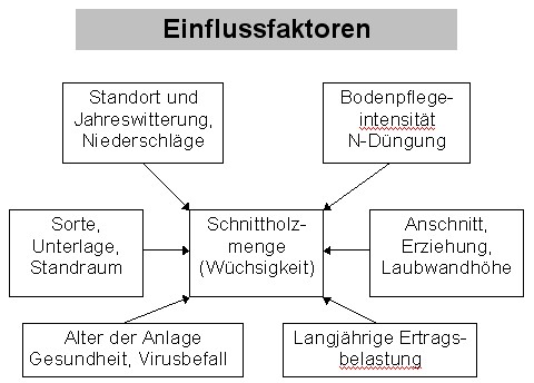 Die wichtigsten Einflussfaktoren auf die Schnittholzmenge in einem Weinberg
