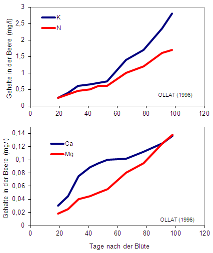 Einlagerung von Nährstoffen in die Beere anhand von Untersuchungen an der Rebsorte Cabernet Sauvignon Einlagerung von Nährstoffen in die Beere anhand von Untersuchungen an der Rebsorte Cabernet Sauvignon