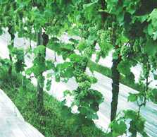 Lockere Laubwände und lockerbeerige Trauben sind optimale Voraussetzungen für Reflektorfolie