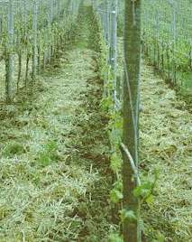 Strohanwendung im Weinberg