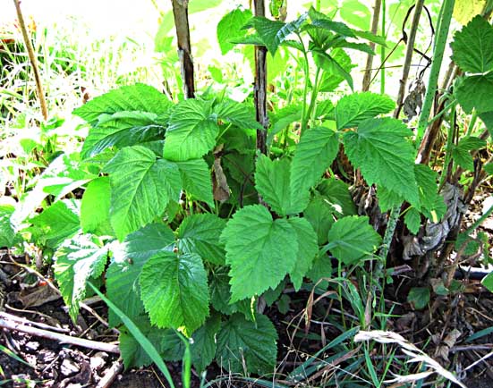 Viele aufrechte, dünne, kurze Jungruten Viele aufrechte, dünne, kurze Jungruten