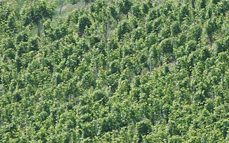 Fehlstellen im Weinberg führen oft zu Qualitätsverlusten
