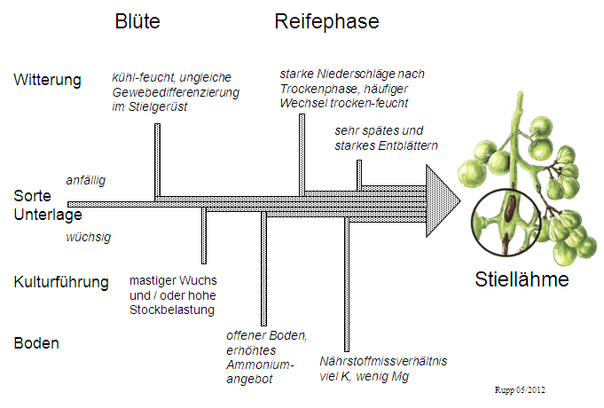 Neben Sorte und Unterlage beeinflussen der Rebwuchs, der Boden und vor allem die Witterung das Auftreten der Stiellähme. Entscheidend ist die Temperatur im Zeitraum kurz vor der Blüte und der Bodenwasserhaushalt zum Reifebeginn Neben Sorte und Unterlage beeinflussen der Rebwuchs, der Boden und vor allem die Witterung das Auftreten der Stiellähme. Entscheidend ist die Temperatur im Zeitraum kurz vor der Blüte und der Bodenwasserhaushalt zum Reifebeginn