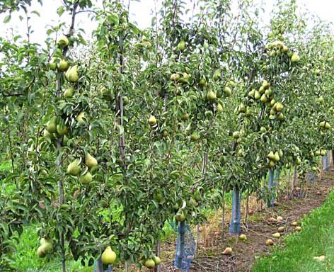 Novemberbirne im Bestand