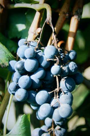 Beim Auftreten von Stiellähme (Lemberger) kann die Magnesiumversorgung von Bedeutung sein Beim Auftreten von Stiellähme (Lemberger) kann die Magnesiumversorgung von Bedeutung sein