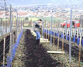 Entfernen der Tubexrohre