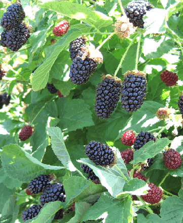 Abbildung 12: Obsidian Pflanzen wachsen rankend. In den Versuchsparzellen waren bislang zu wenig und zu kurze Ruten vorhanden, so dass die Ertragsleistung hinter derjenigen von Loch Tay zurück blieb