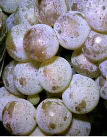 Riesltr.jpg (9062 Byte)