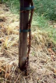 Bastschäden am jungen Stämmchen erfordern Neuaufbau.