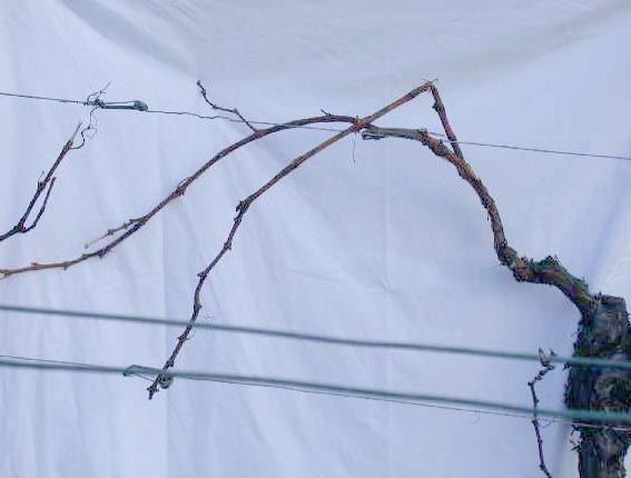Trollingerrebe nach dem Schnitt mit Pendeltrieb Trollingerrebe nach dem Schnitt mit Pendeltrieb
