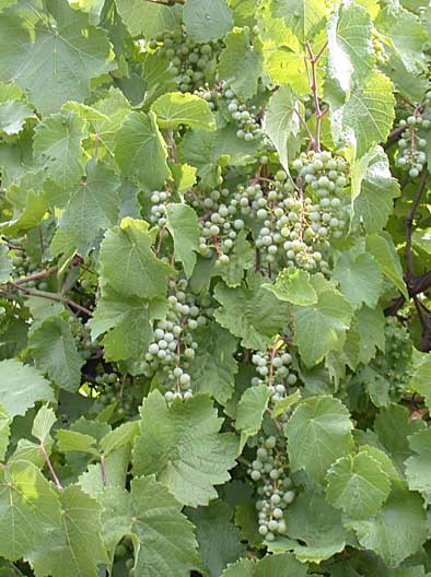 Der Riesling entwickelt bei Minimalschnitt kleinbeerige, lockere Trauben