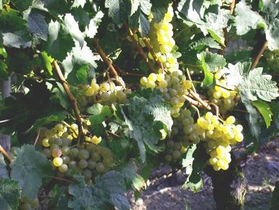 optimale Laubwandstruktur