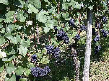 Optimal belichtete, halbierte, reife, gesunde Schwarzrieslingtraube 