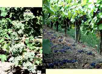 Termingerechtes Ausdünnen wirkt sich sehr qualitätsfördernd aus