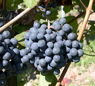 Spät halbierte Lembergertrauben