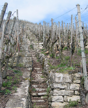 Trockenmauern bestimmen den Charakter der Rebhänge am Neckar Trockenmauern bestimmen den Charakter der Rebhänge am Neckar