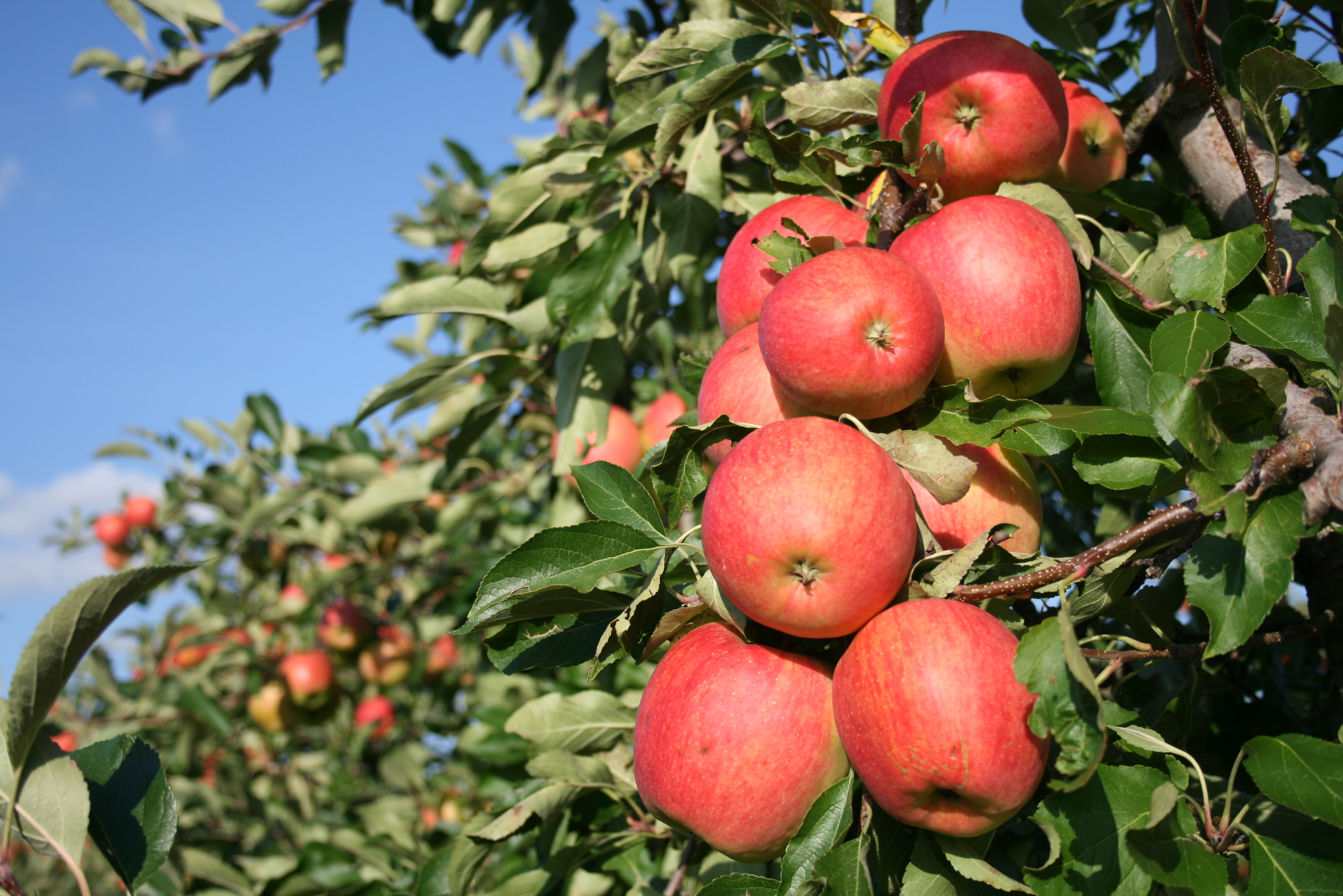 Apfelbäume mit roten Äpfeln in einer Obstplantage unter blaumen Himmel.