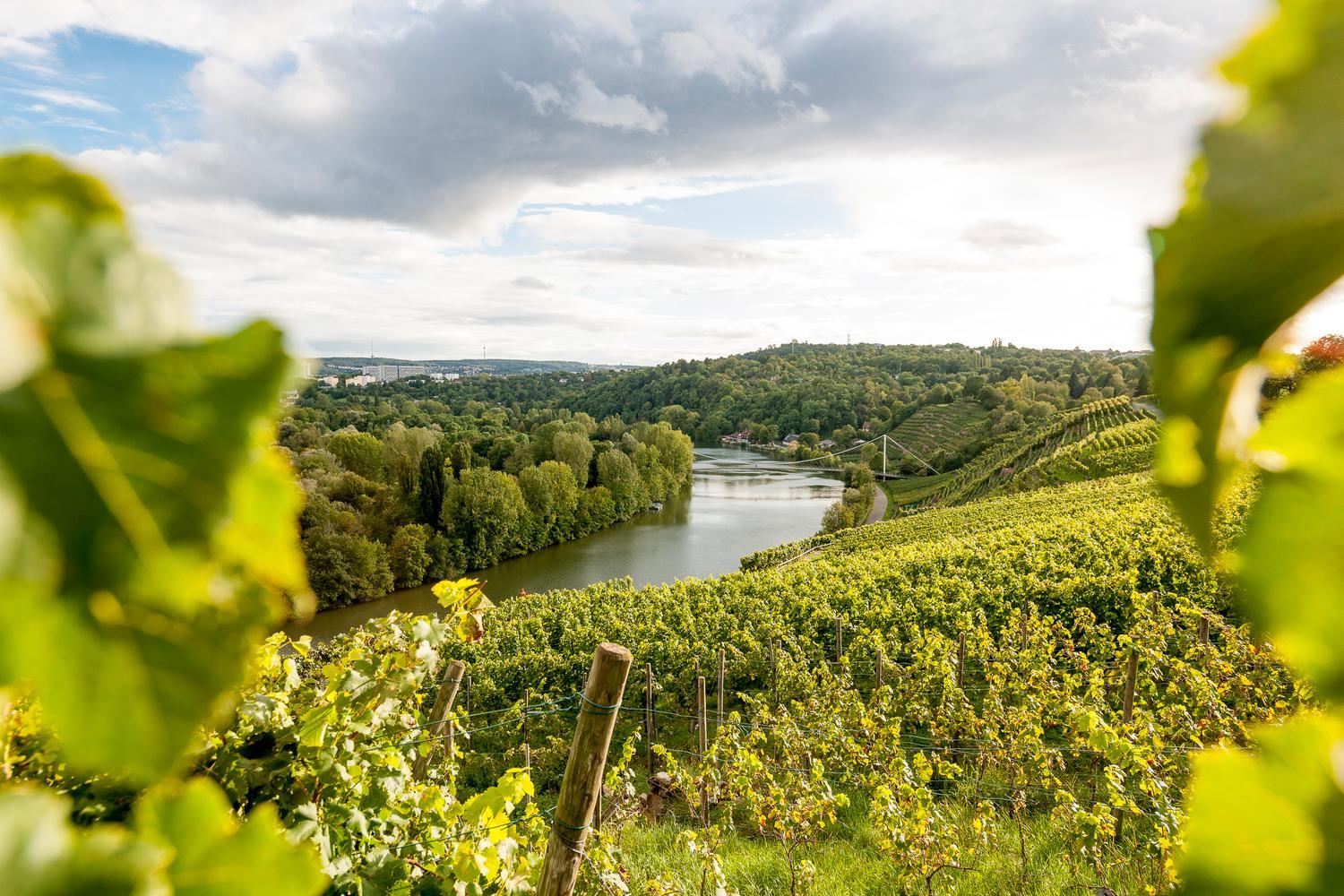Weinberge im Vordergrund und der Fluss Neckar im Hintergrund. 