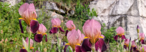 Lilien im Weinberg vor einer Steinwand. 