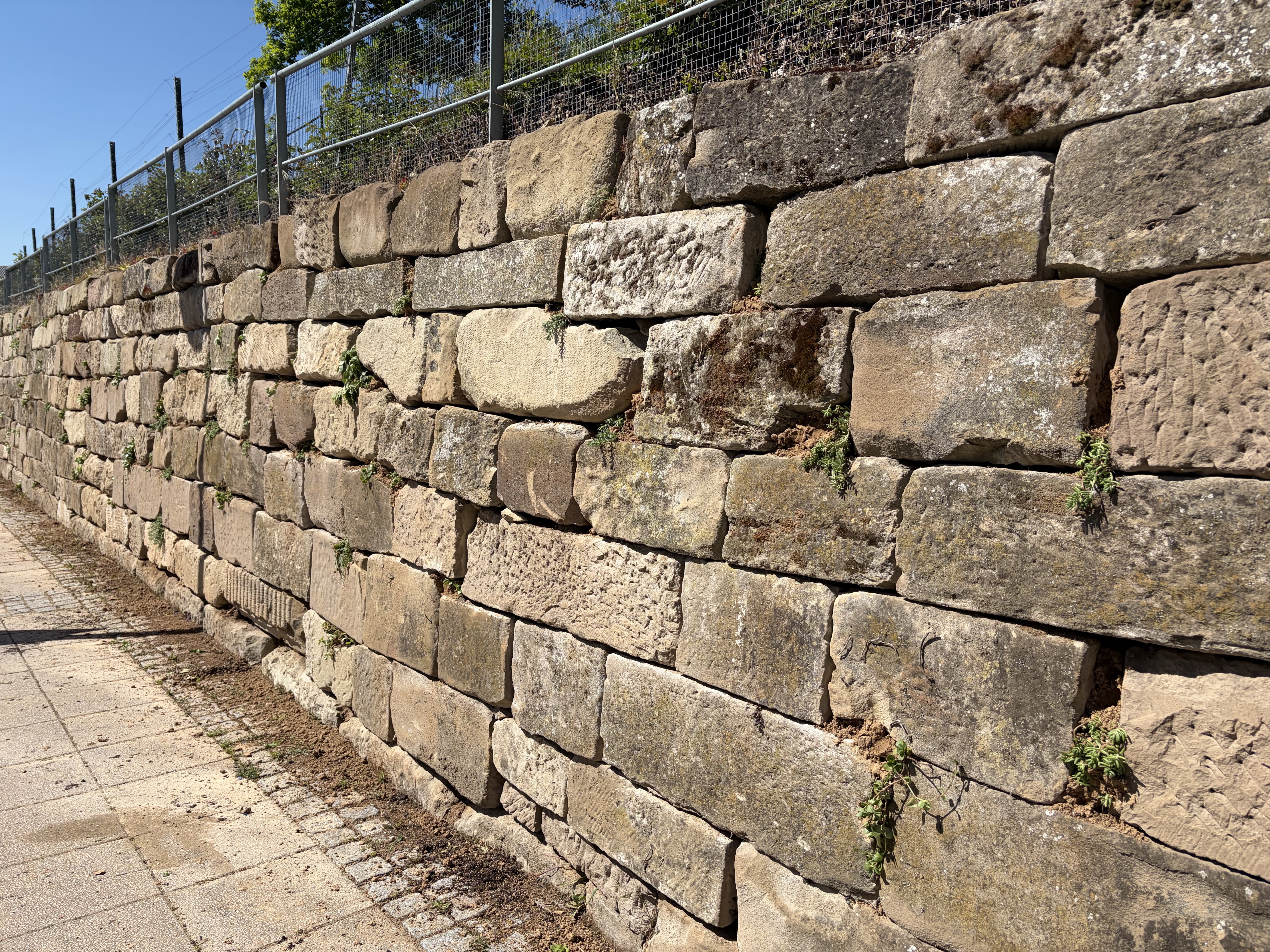 Bepflanzte Trockenmauer am Burgberg.