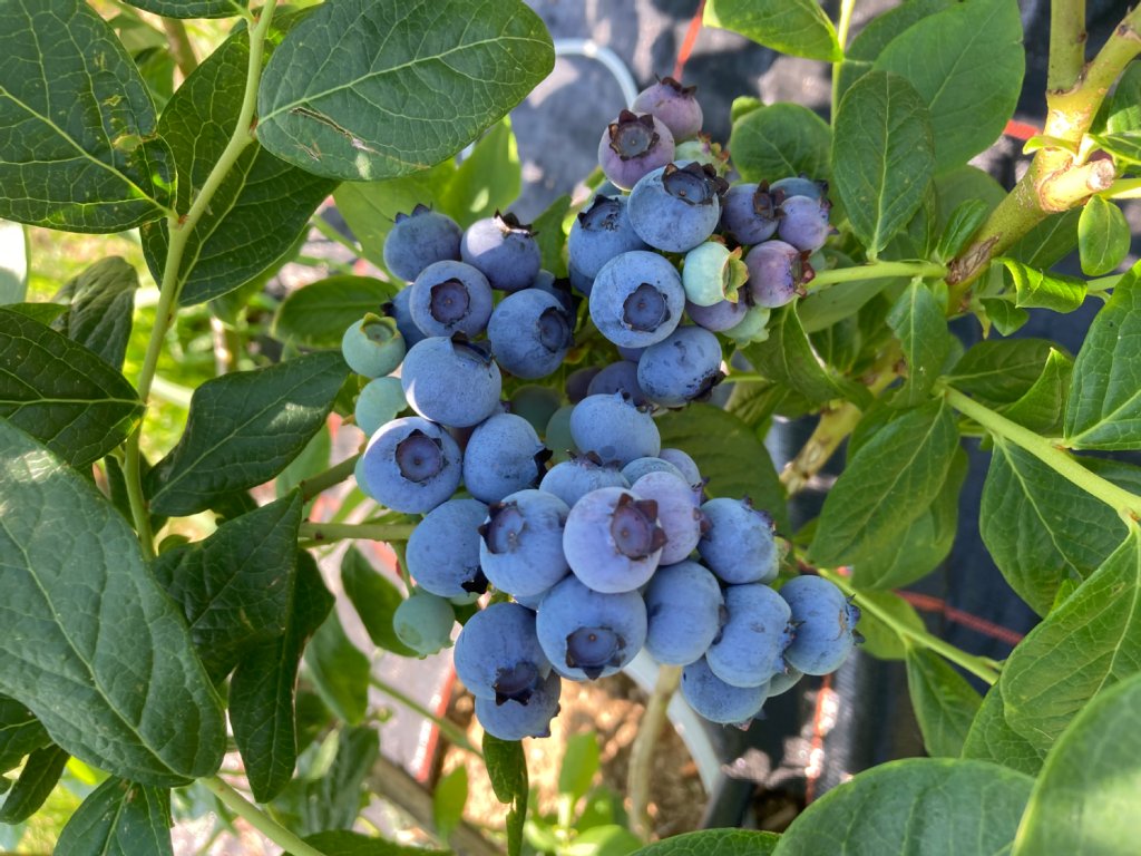 Bei der Sorte Duke hat die Ernte begonnen, rund 2 Wochen fr&uuml;her als 2023.