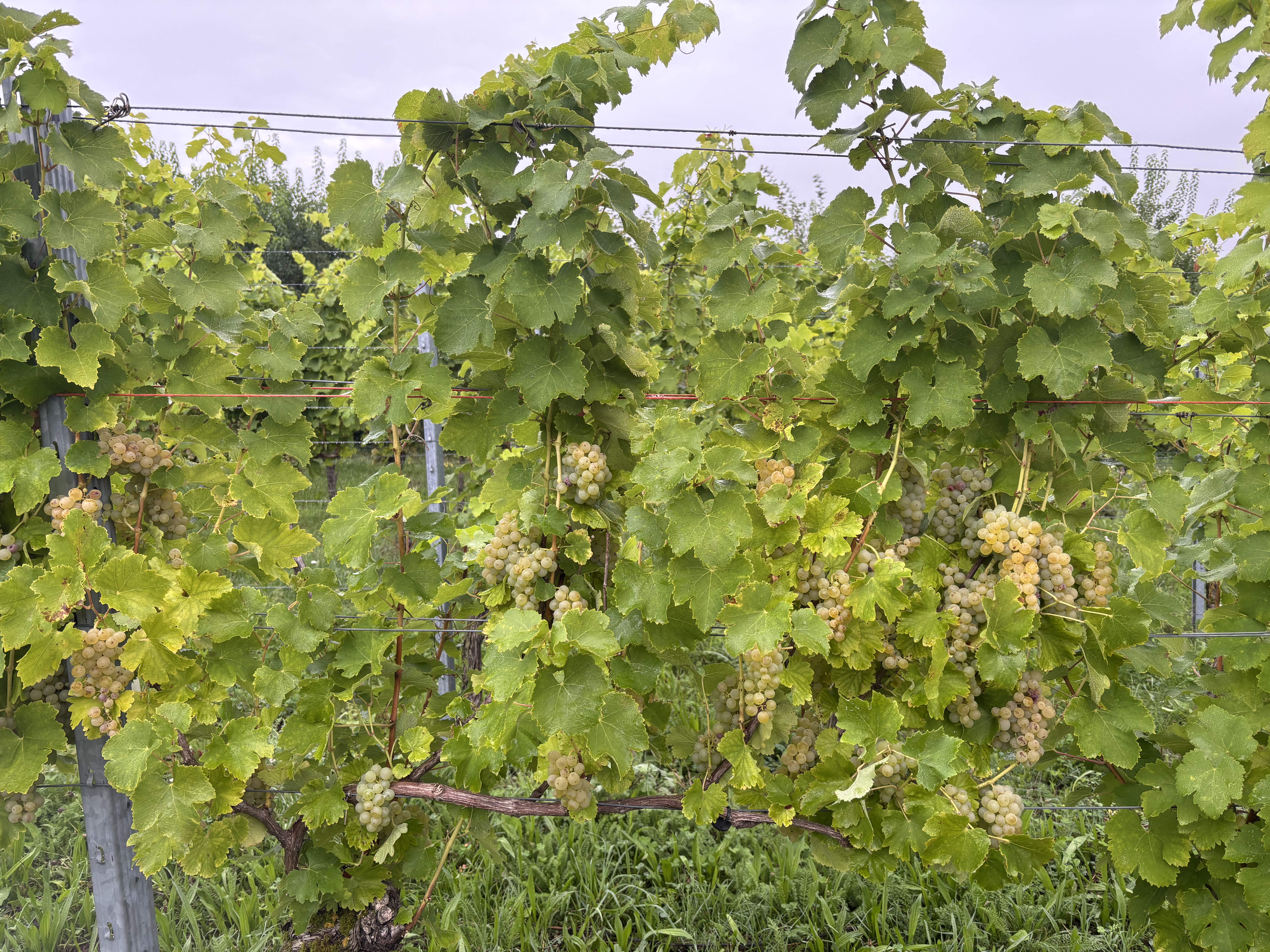 Weinberg mit Sauvignon-Blanc-Reben im zweiten Umstellungsjahr auf das Box-Pruning-System.