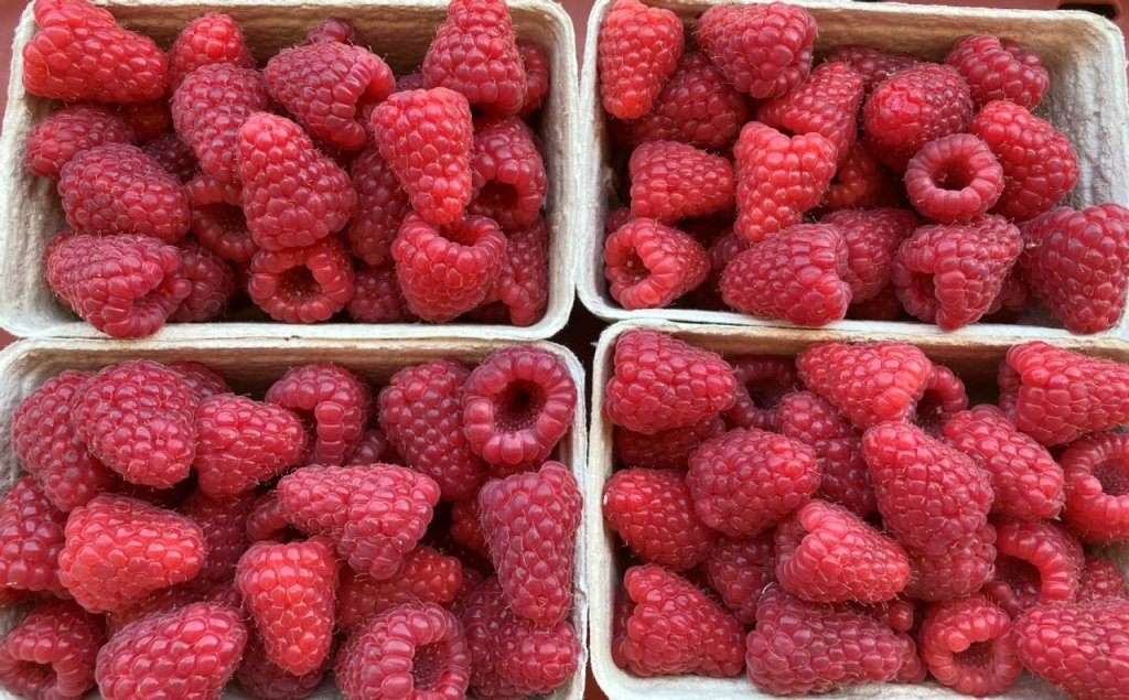 Tulameen ist nach wie vor eine geschmacklich herausragende Sorte und damit sehr interessant f&uuml;r direktvermarktende Betriebe. Durch Selektion konnte der Anteil an Handelsklasse 1 Ware verbessert werden.