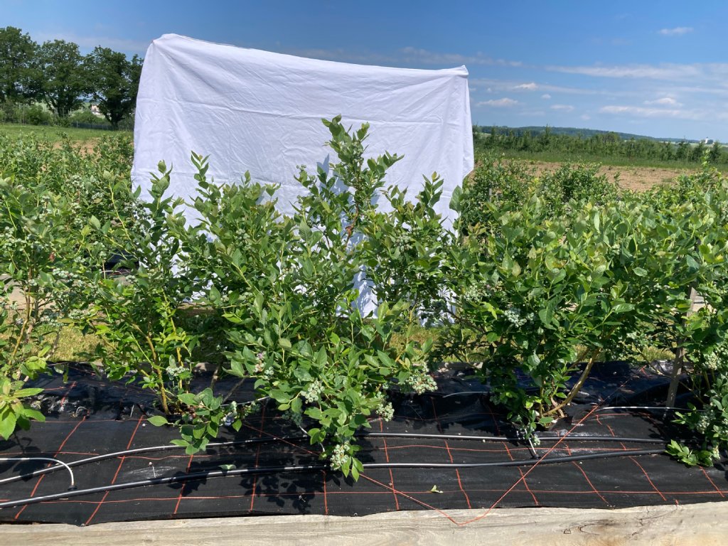 Duke-Pflanzen wurden im Fr&uuml;hjahr 2022 gepflanzt. Die Str&auml;ucher der Kontrollvariante mit 50 % Wei&szlig;torf und 50% Rindenh&auml;cksel sind w&uuml;chsig und haben sich sehr gut entwickelt.