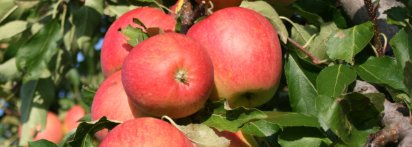 Rote Äpfel hängen an einem Apfelbaum. 