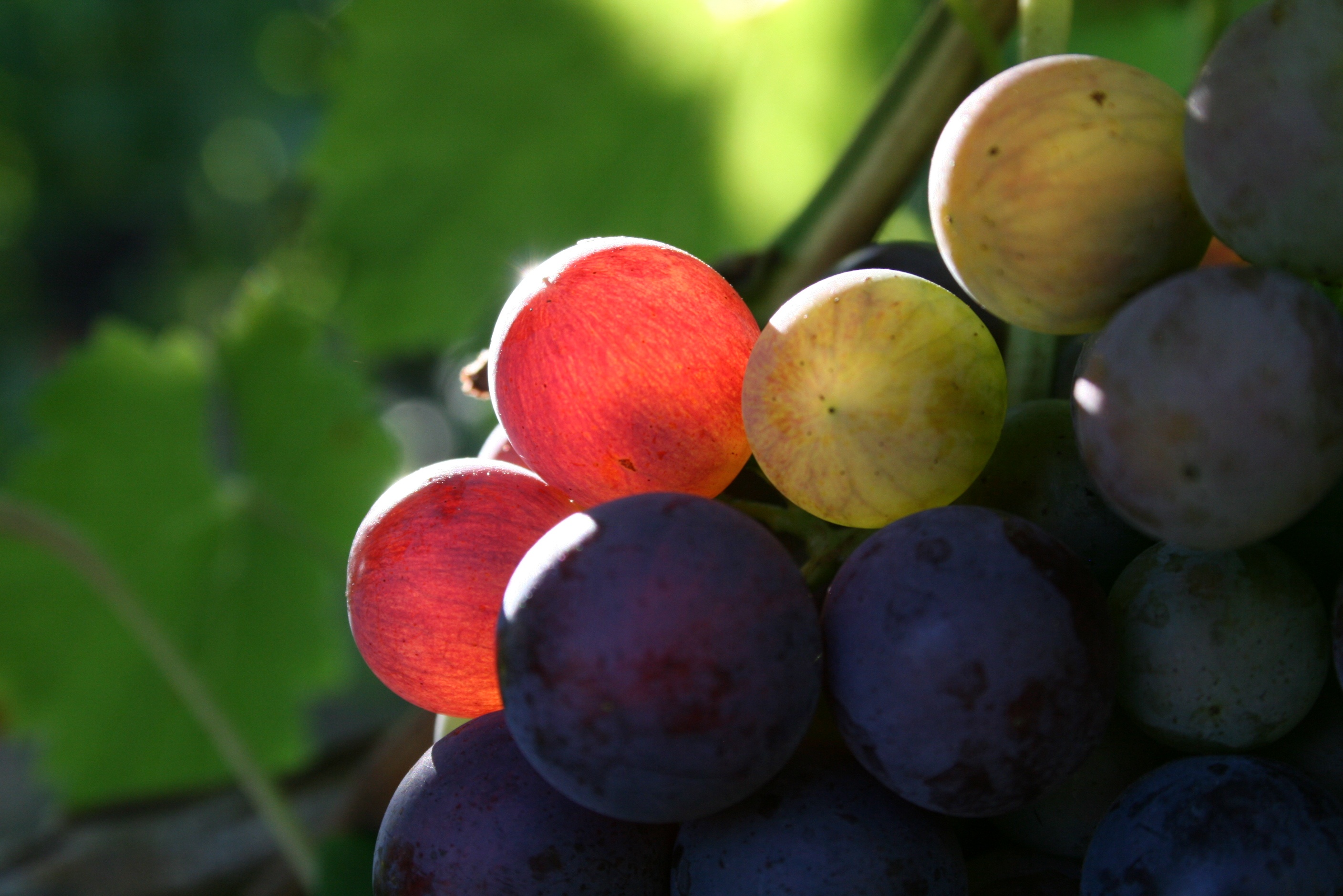 Nahaufnahme von roten Traubenbeeren am Rebstock in einem Weinberg.