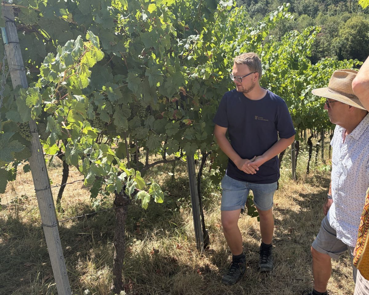 Ein Mitarbeiter der LVWO Weinsberg erklärt Interessierten die Erziehungsform im Weinberg. 